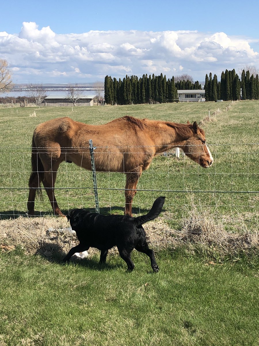 kym_rdschick's tweet photo. #spirit and #kole puppy my #English lab https://t.co/vMBEzjhJ3L