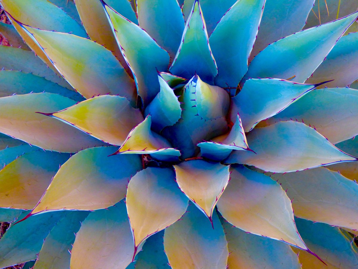 WaterWiseNM's tweet photo. Photo of the day: Parry’s Agave #PhotoOfTheDay #parrysagave #agaveparryi #xeric #agave #succulant #waterwiselandscapes #albuquerque #newmexico https://t.co/IEyTr4xZkw