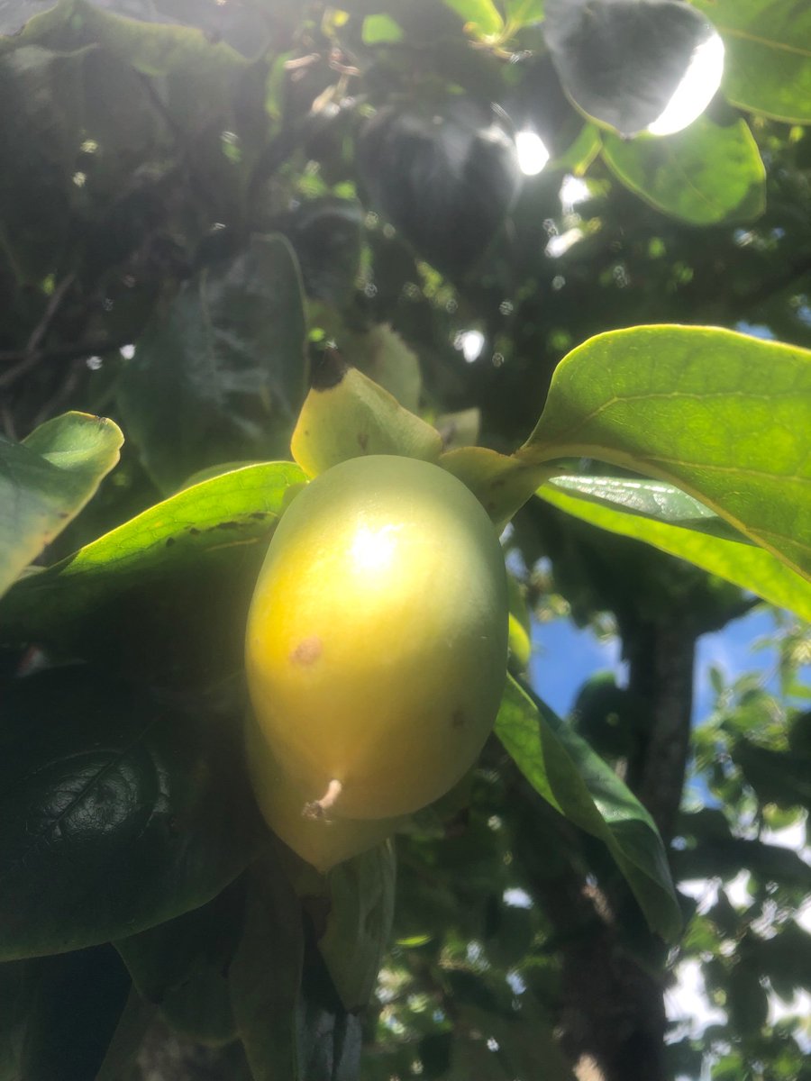 I thought I could exist without knowing the answer to this, but I can’t. What is this tree? And are these giant fruits as poisonous as they smell? Halp!