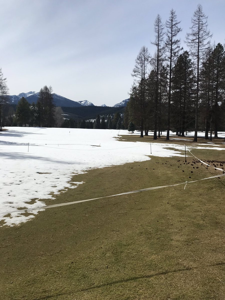 CVGCSUPER's tweet photo. It won’t be long now!! Good to see that green bent grass underneath the snow! Shooter doesn’t mind all the snow! #golfmt #golf #dogsofturf #springmelt #cabinetviewgolfcourse #cabinetviewgolfclub https://t.co/EM17b7KiO2