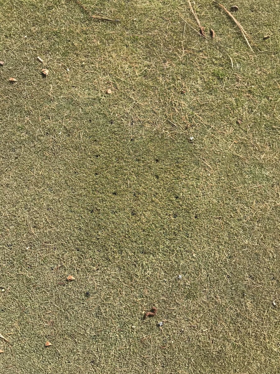 CVGCSUPER's tweet photo. It won’t be long now!! Good to see that green bent grass underneath the snow! Shooter doesn’t mind all the snow! #golfmt #golf #dogsofturf #springmelt #cabinetviewgolfcourse #cabinetviewgolfclub https://t.co/EM17b7KiO2