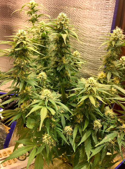 UptownGrowLab's tweet image. Saturday Night High YouTube LIve Stream 8pm Pacific - Come on through #KitchenKrew #SmokeWeedEveryDay