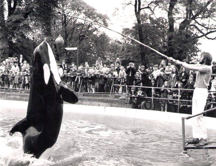 whalesandisaac's tweet photo. Facilities that hold killer whales have improved incredibly dramatically over the last 50+ years. https://t.co/8ihGGgtOuS