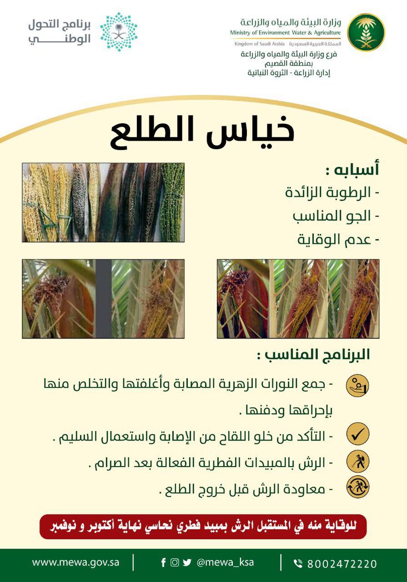 خياس الطلع
مرض فطري انتشر هذا العام في كثير من المزارع.
الأسباب كثيره ومن اهمها واخطرها عدم اكتفاء المزرعه من اللقاح فيضطر المزارع للشراء من السوق ولايعلم عن وجود الاصابه.
لذلك يجب غرس والأكثر من  الفحاحيل داخل مزرعتك.