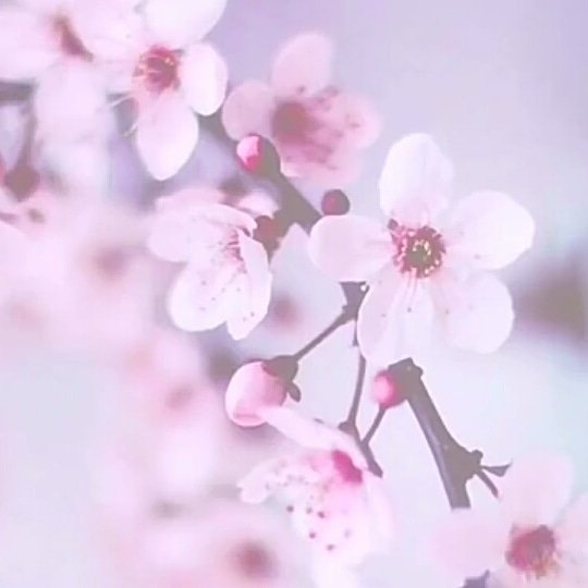 #Flowers #beautiful #likeforlike #LIKEs #like4like #follobackforfolloback #folloback #FolloMe