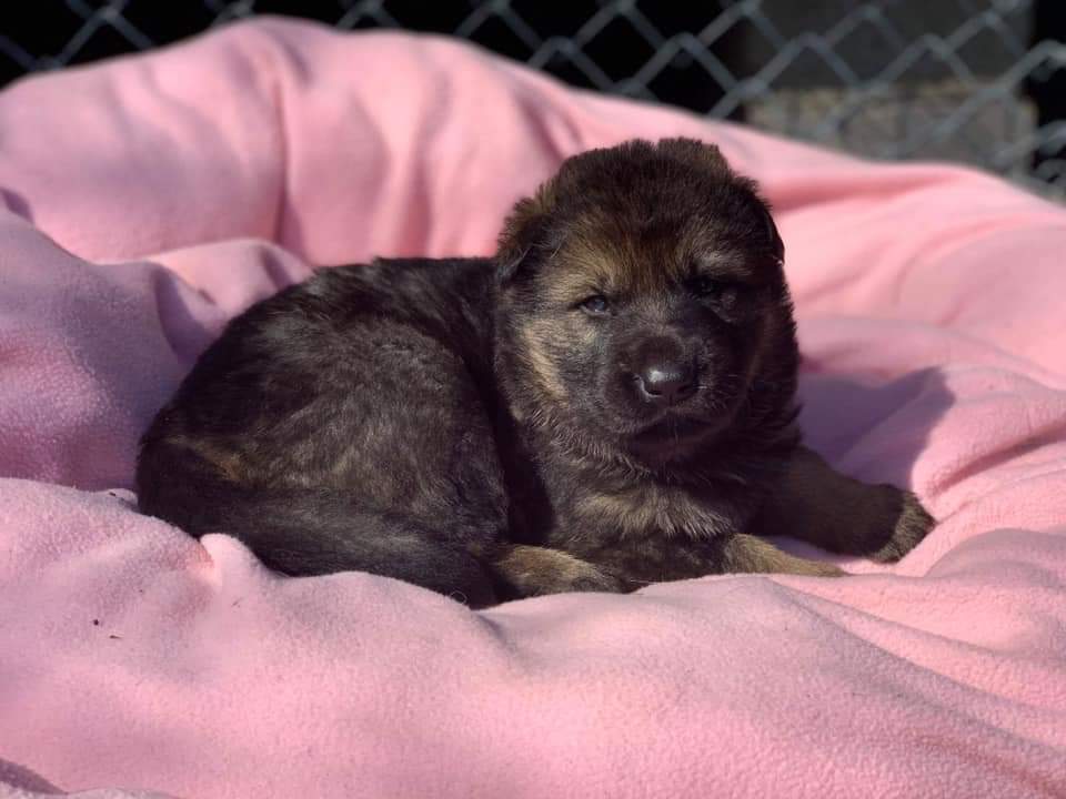Dogs Angels Ireland On Twitter 4 Little Bundles Of Joy