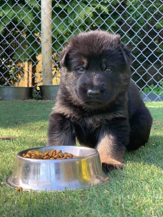 Dogs Angels Ireland On Twitter 4 Little Bundles Of Joy