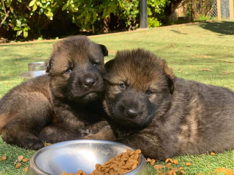 Dogs Angels Ireland On Twitter 4 Little Bundles Of Joy
