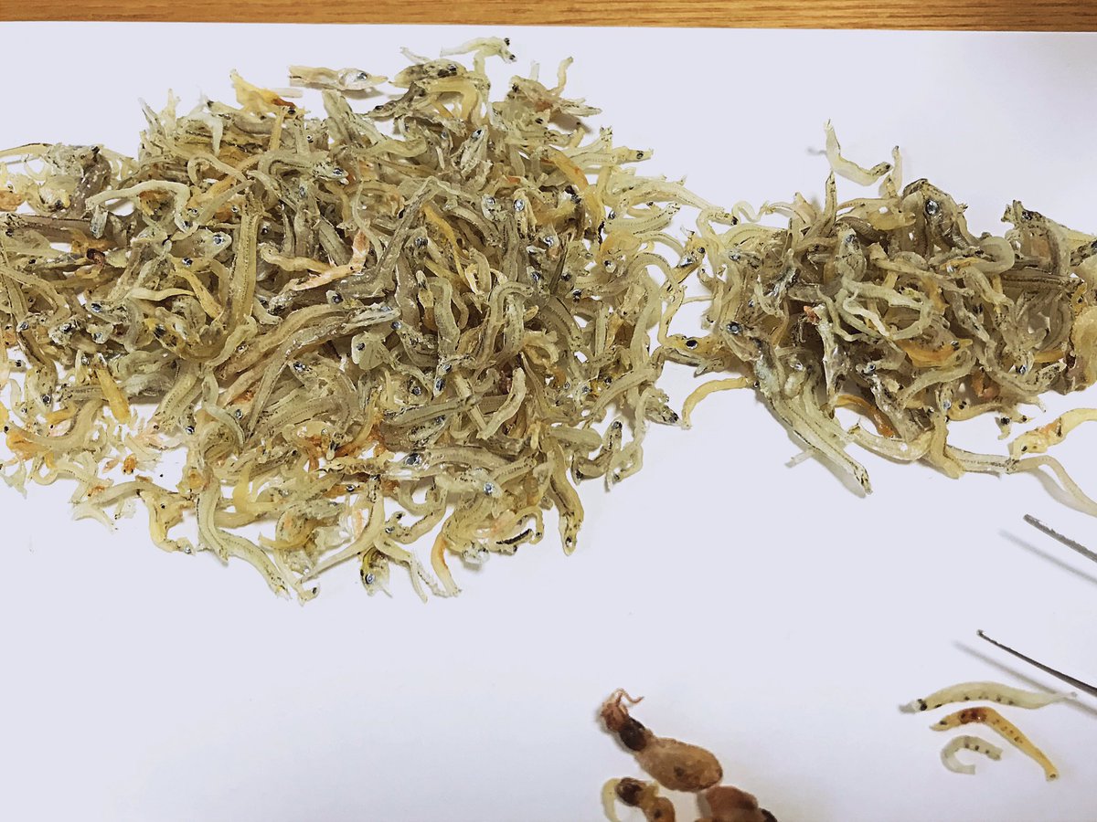 Okan イワシ以外の稚魚とイカ