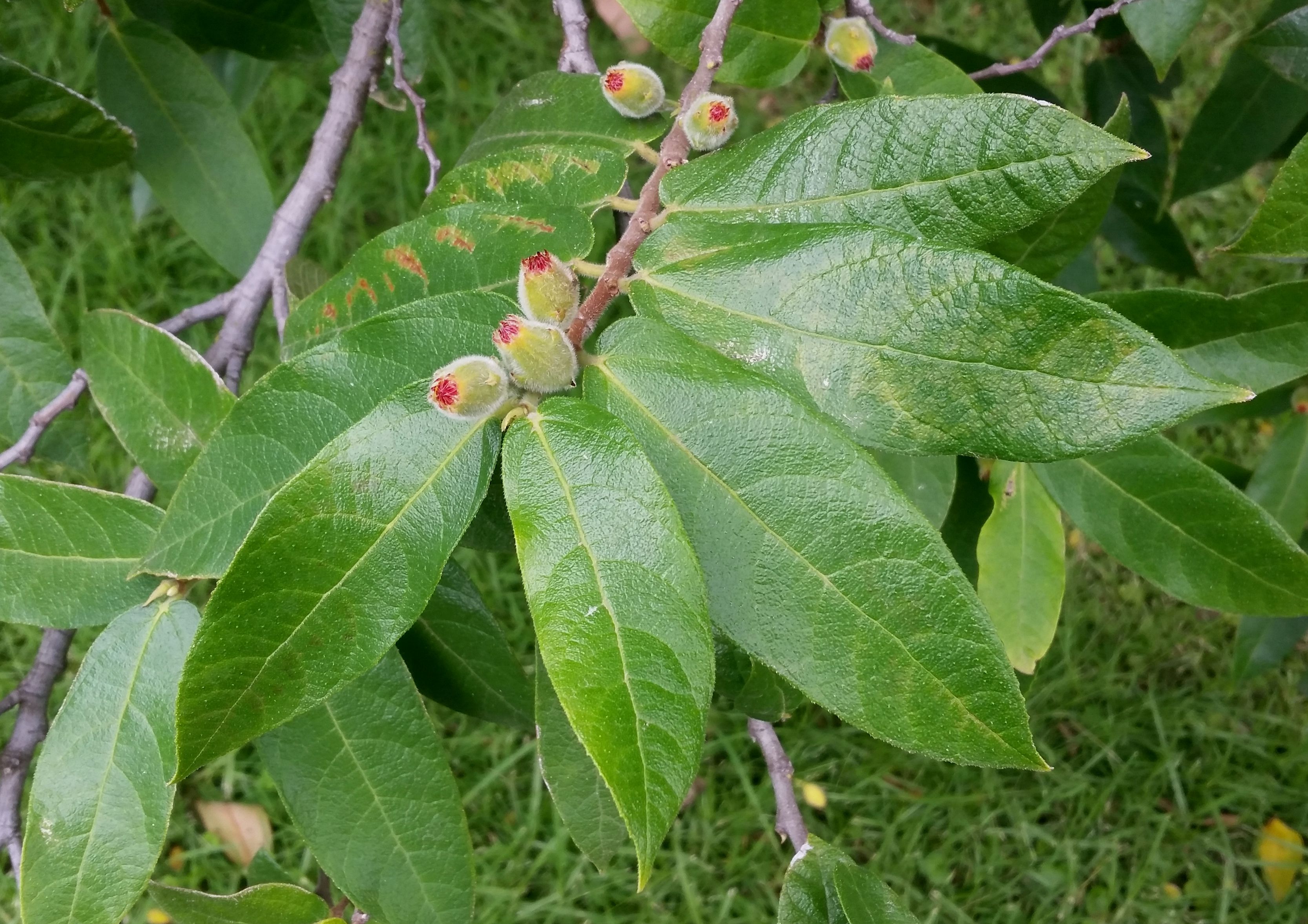 udendørs retort årsag Stuart Williams on Twitter: "Ficus coronata (creek sandpaper fig) occurs  along water courses and in gullies within rainforest and open forest  northwards from Mallacoota in Victoria to eastern Queensland #Moraceae  #ozplants https://t.co/frqiUKBhaC" /