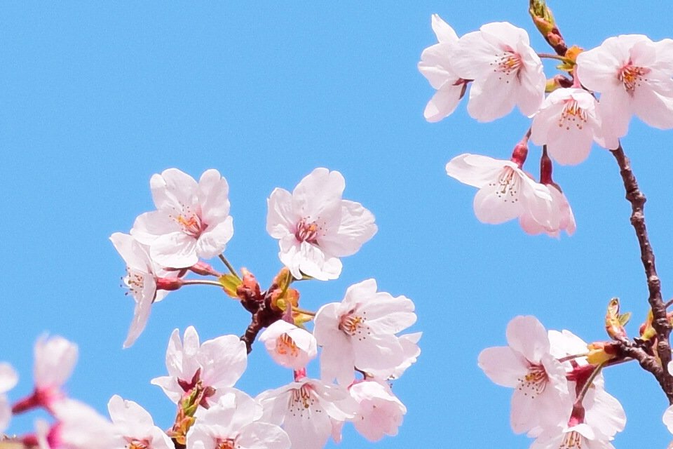 MiYuiitan's tweet photo. 桜きれいでした🌸

#さくら 
#桜 
#写真好きな人と繋がりたい 
#静岡
#秋葉ダム https://t.co/o6ctngmTqw