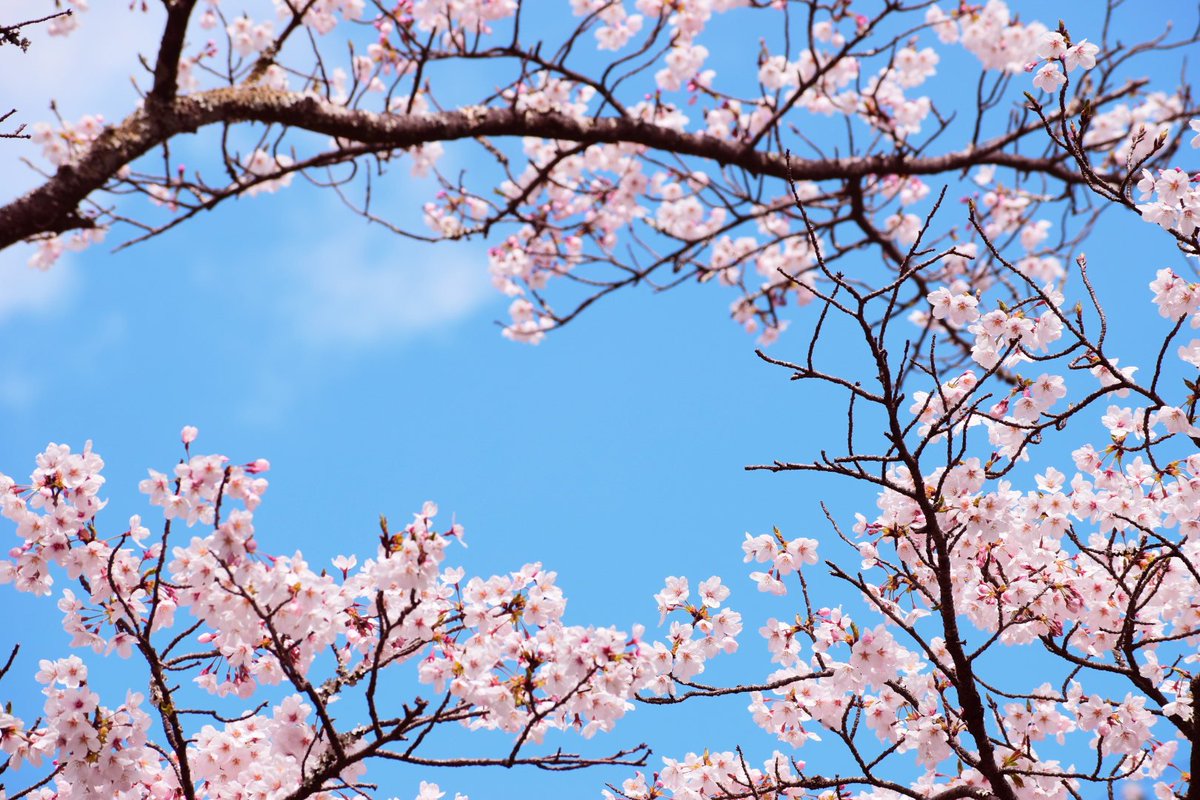 MiYuiitan's tweet photo. 桜きれいでした🌸

#さくら 
#桜 
#写真好きな人と繋がりたい 
#静岡
#秋葉ダム https://t.co/o6ctngmTqw