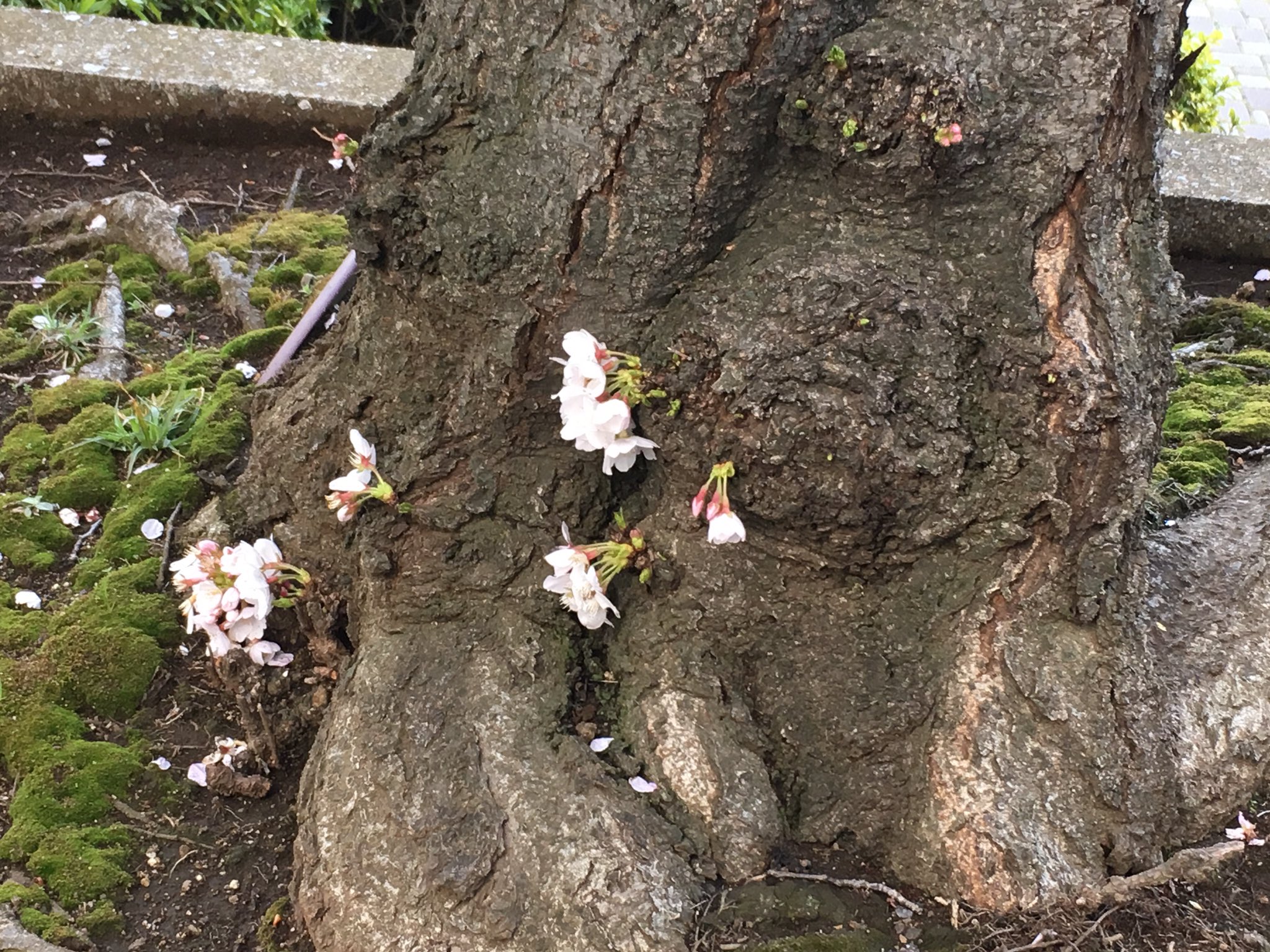 森田 正光 桜の幹から直接花が開くのを 胴吹き といいます 老木に多いのですが 足元の桜も趣きがあります T Co Ml3eut9yci Twitter