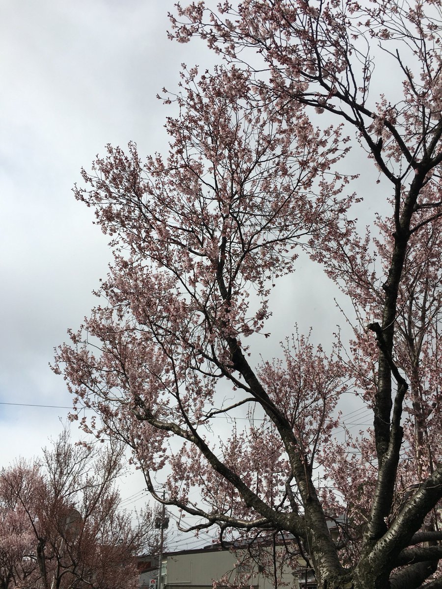 Masashige Kobayashi 近所の 儀明川 沿いで コヒガンザクラ が見頃になったので撮りました 前半の曇り空は行きで 後半の晴天は帰りです 周期的に雨と晴れを繰り返す妙な1時間でした 今期は スギ花粉症 がヒドイので 雨降りの日しか ウォーキング に