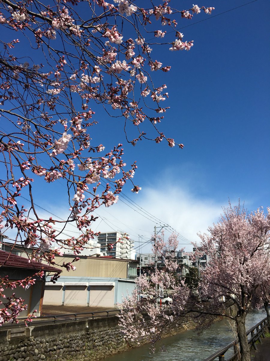 Masashige Kobayashi 近所の 儀明川 沿いで コヒガンザクラ が見頃になったので撮りました 前半の曇り空は行きで 後半の晴天は帰りです 周期的に雨と晴れを繰り返す妙な1時間でした 今期は スギ花粉症 がヒドイので 雨降りの日しか ウォーキング に