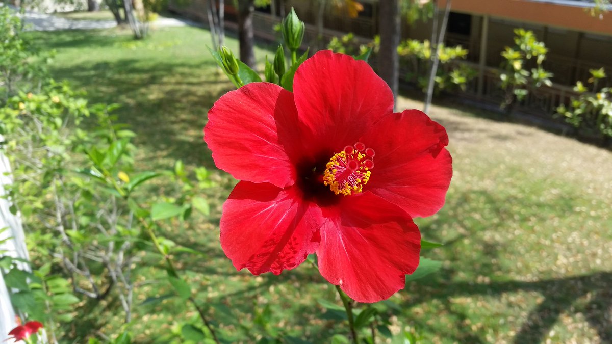 FiorDAlizaTave1's tweet photo. Una demostración de la belleza natural. ..cayena captada en #IPISA de #Santiago https://t.co/QEyREHvcP7