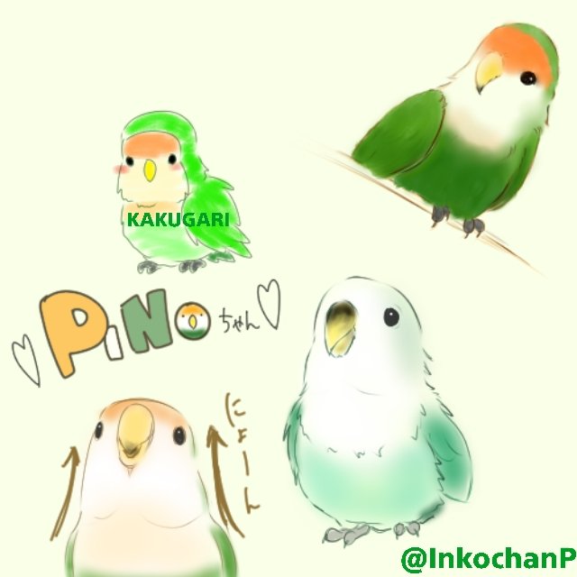 ひよ こまめ 銀子のインコさん Ginko No Inko さんのピノちゃんをモデルにしていいと許可をいただけたのでいろんなピノちゃんを描かせてもらいました インコ コザクラインコ イラスト