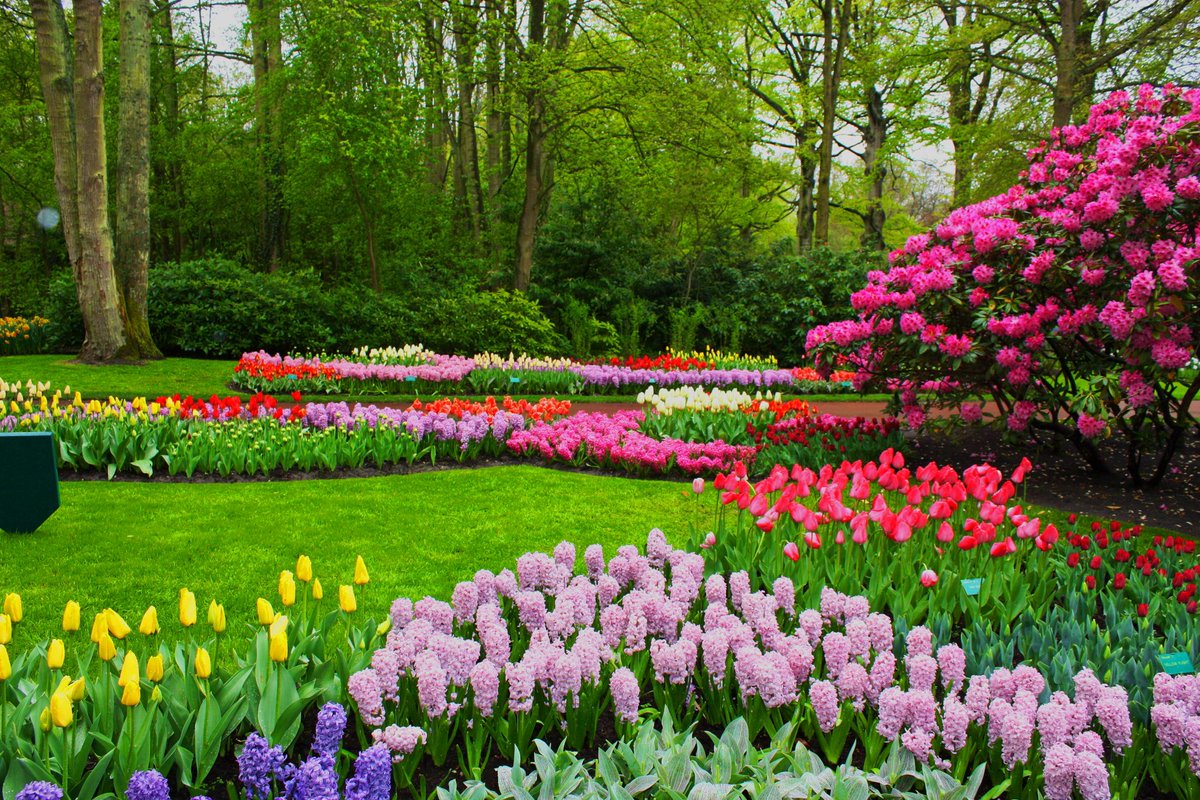 Много цветов в природе. Весенний сад (Spring Topiary Garden). Флауэрс Гарден парк. Кекенхоф парк гиацинт. Парк Кюкенхоф гиацинты.