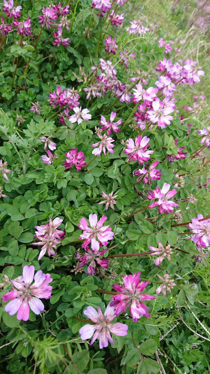 琴海花まつり