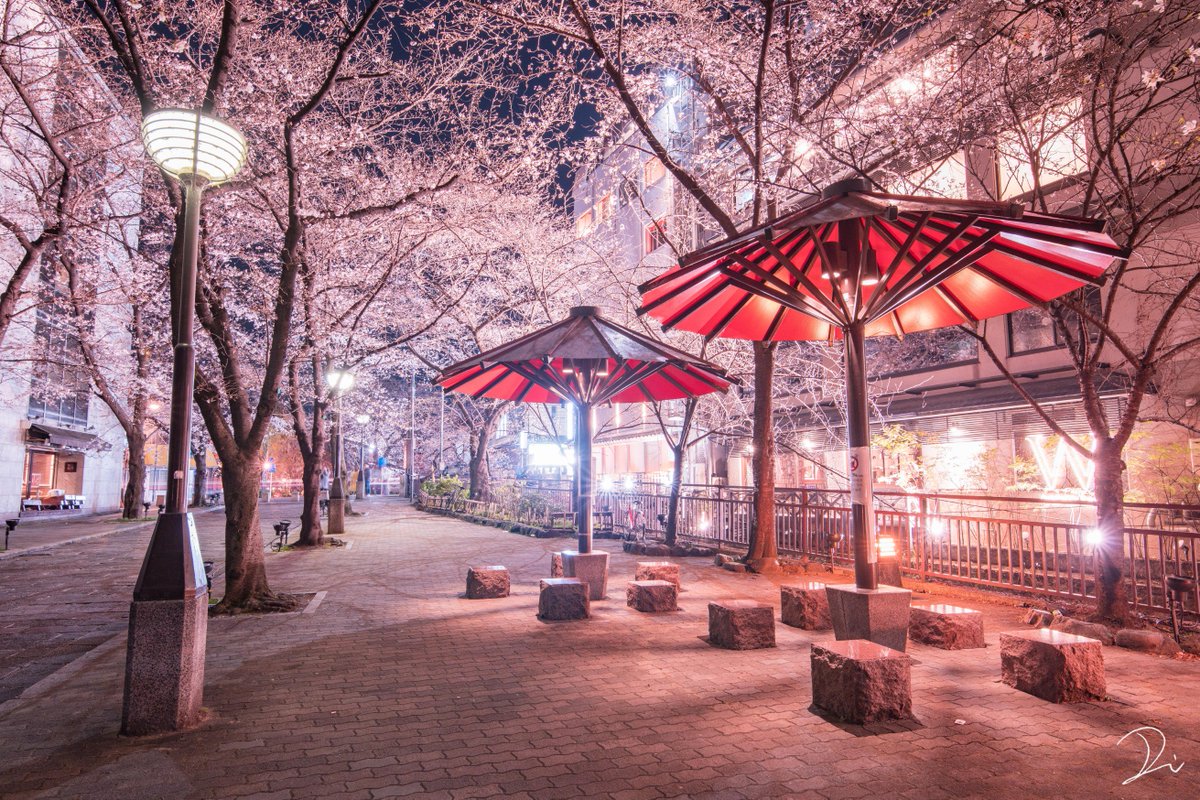 うさだぬ 京都写真家 祇園白川 夜桜京都旅情 ここの桜は早咲きなのか 大分咲いてました 大きな和傘の休憩所が印象的な桜の道です 深夜の誰一人いない夜桜を独り占め 京都夜桜情景のお裾分けです そうだ京都行こう T Co Kdnmltj1cx