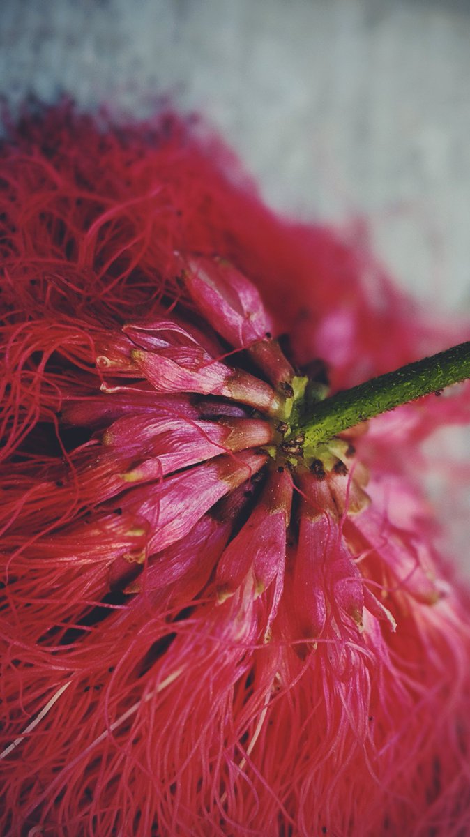 Drewgraphix's tweet photo. 365 Day Project, exploring colors and textures around us.
•
Shot on Google Pixel 2XL
•
284/365
•
•
#teampixel #vsco #madebygoogle #googlepixel #drewgraphix365 #launchdsign #visualsoflife… https://t.co/YNDSANUs7G https://t.co/8r7GOeeeF2