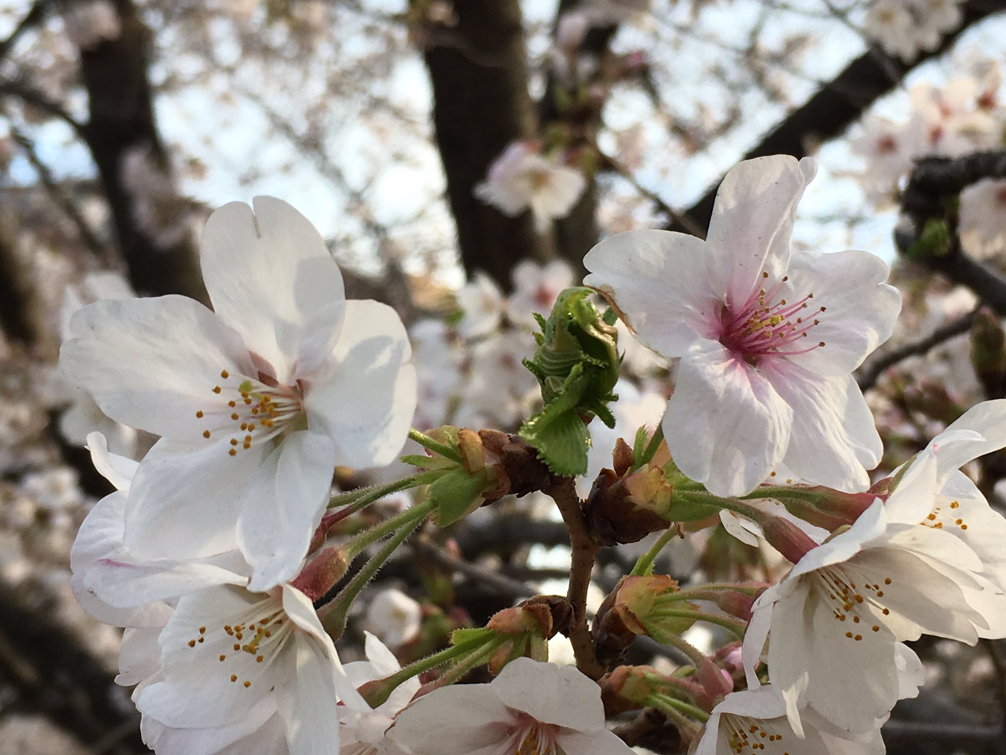 花の寿命 Twitter Search Twitter
