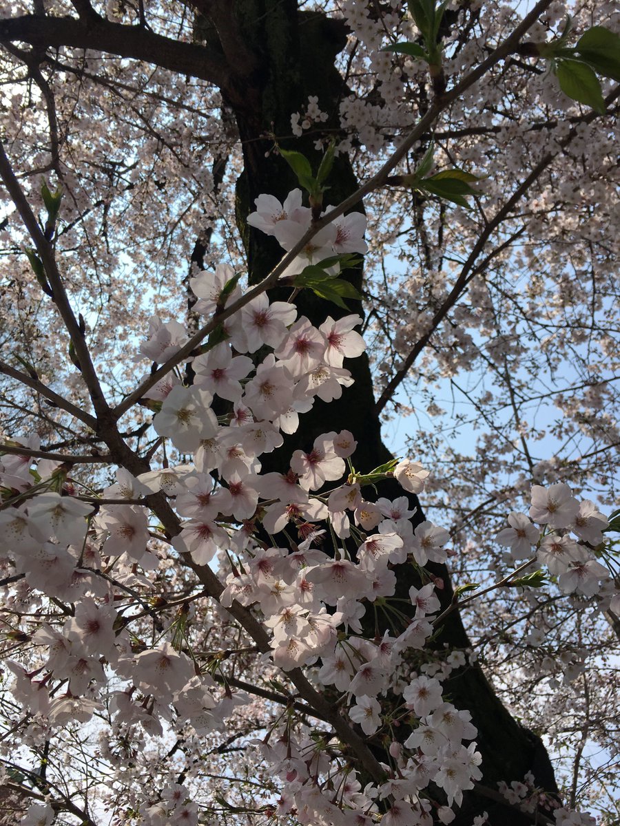 TOMHiroki's tweet photo. Best season in Japan!
#SAKURA #cherryblossom https://t.co/PsUvghpkOj