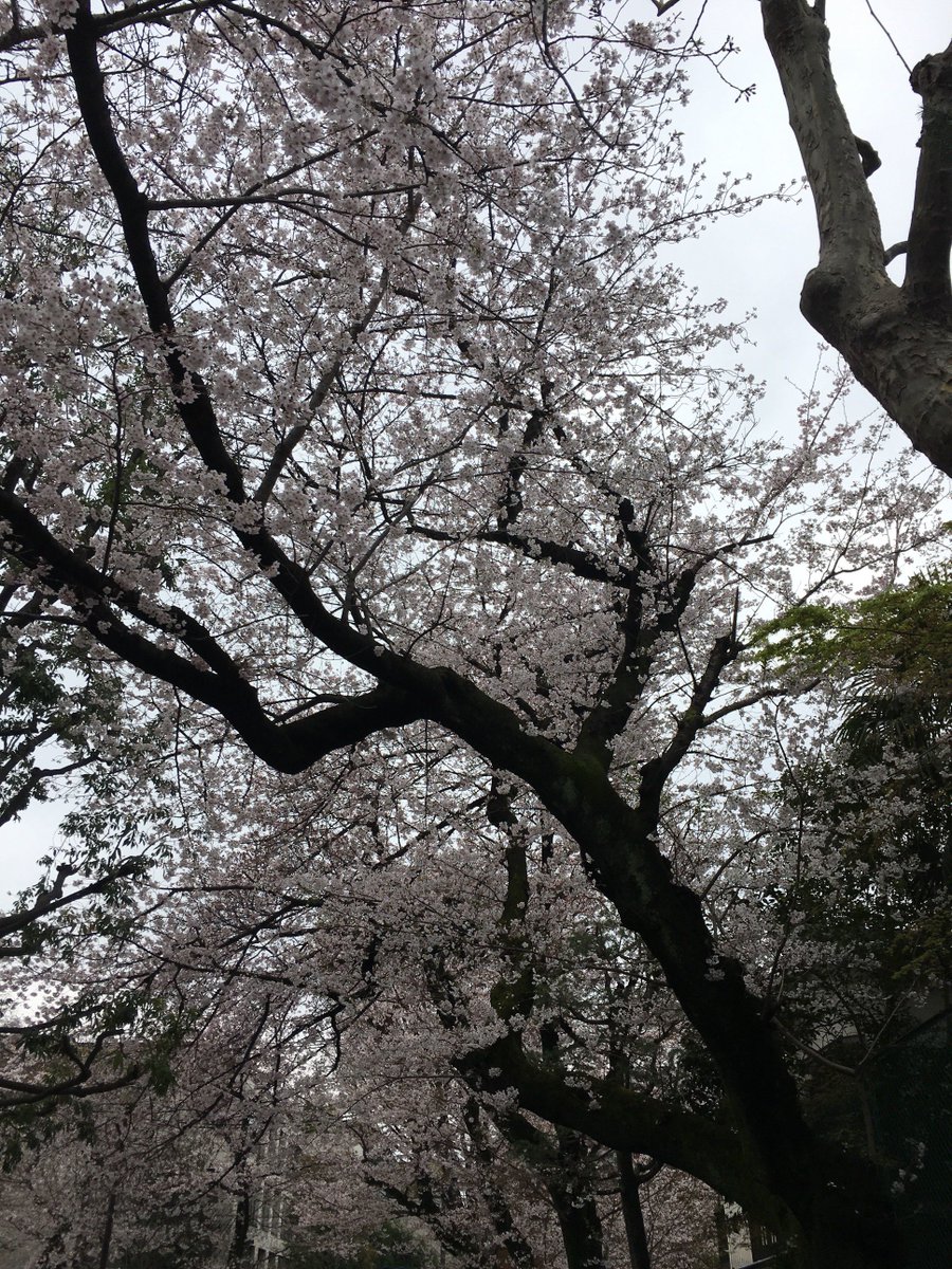 TOMHiroki's tweet photo. Best season in Japan!
#SAKURA #cherryblossom https://t.co/PsUvghpkOj