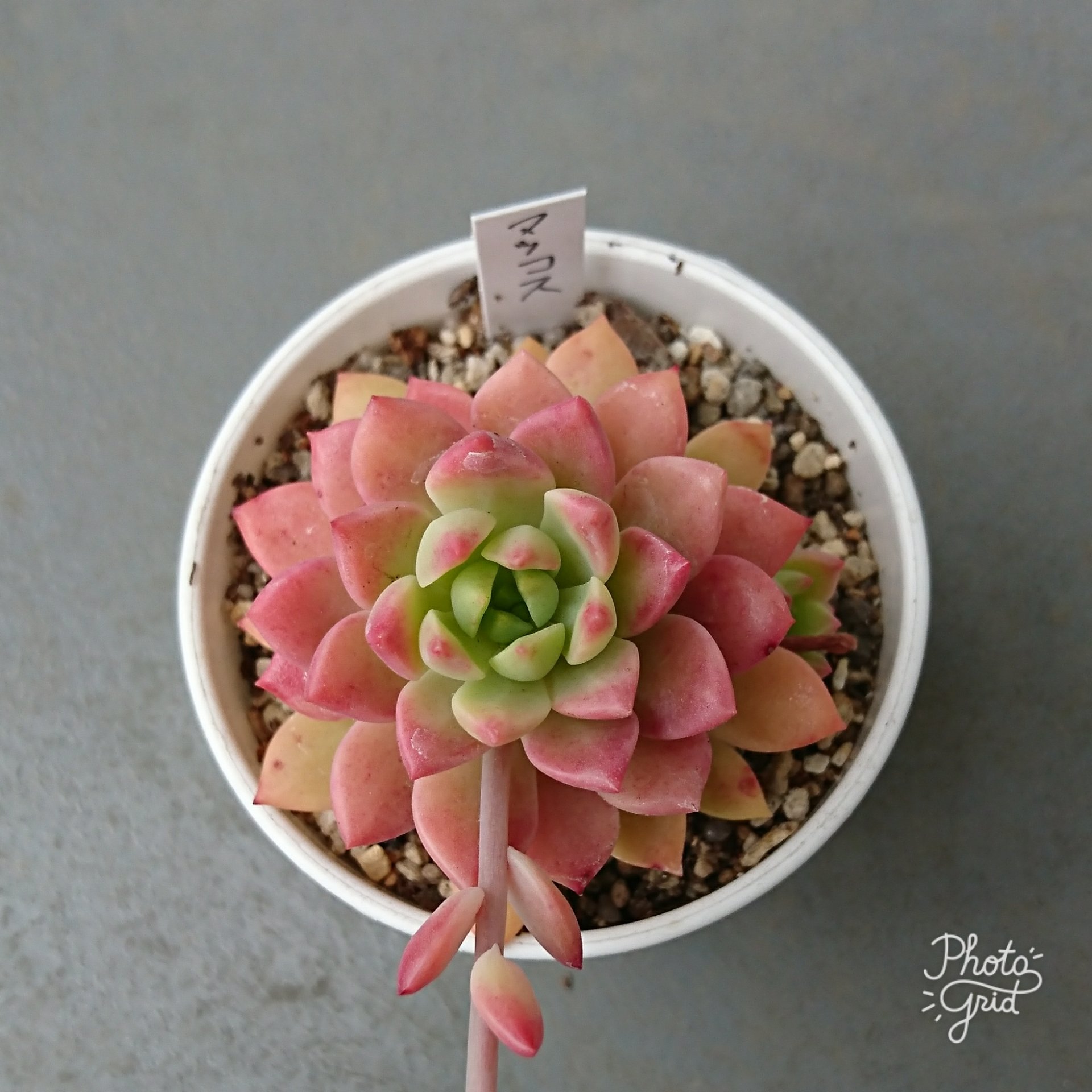 くるみっこ マッコス 旦那が職場でもらってきた 鶴仙園さんの多肉だよ ラッキー 綺麗に紅葉したよ 花芽が長い 鶴仙園 多肉植物 多肉 マッコス ベランダ多肉 T Co 3rm5quwnnr Twitter