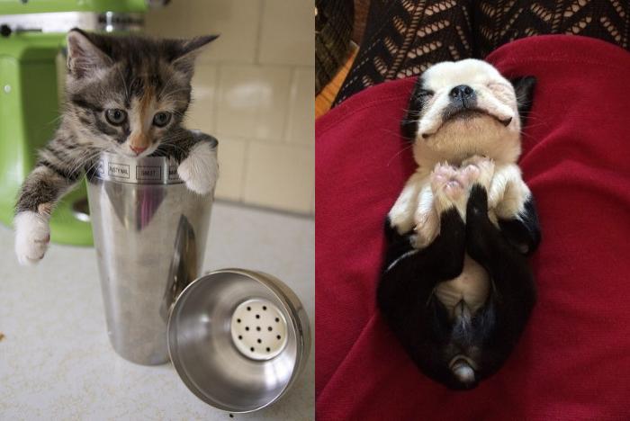 CatOrDogCute's tweet photo. Who is more cute - #kitten or #puppy? - https://t.co/m4QkRu2qyF #dog #cat #meow #pets #catordog https://t.co/7fW7xf8H1f