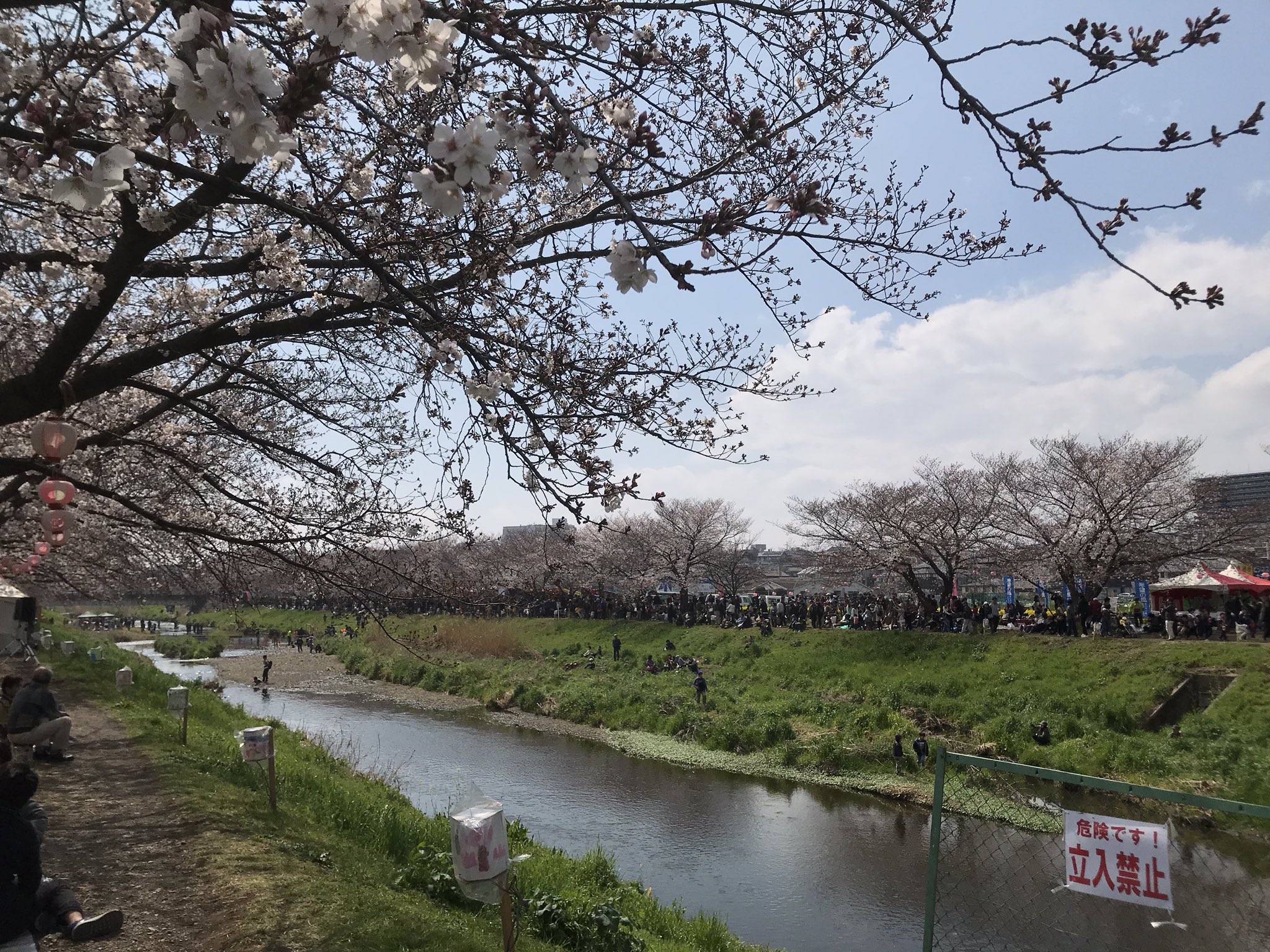 ゆう 黒目川の花まつりに来ました さあ 宴会だ 朝霞 黒目川 花まつり 金麦 T Co Avux9ceyps Twitter