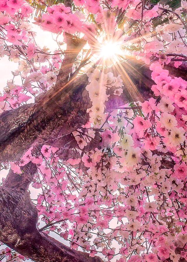 🌸🌸🌸🌸 Spring 🌸🌸🌸🌸