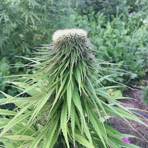EasyBakedCanada's tweet photo. May all plants be free to grow and heal. : From @cannabis.ins.gram
.
.
.
.
#marijuana #medicalmarijuana #cannabis  #cannabisculture #medicalcannabis #healthforall #cookiescannabis #dreads #hippies https://t.co/4N1RP1HrUT