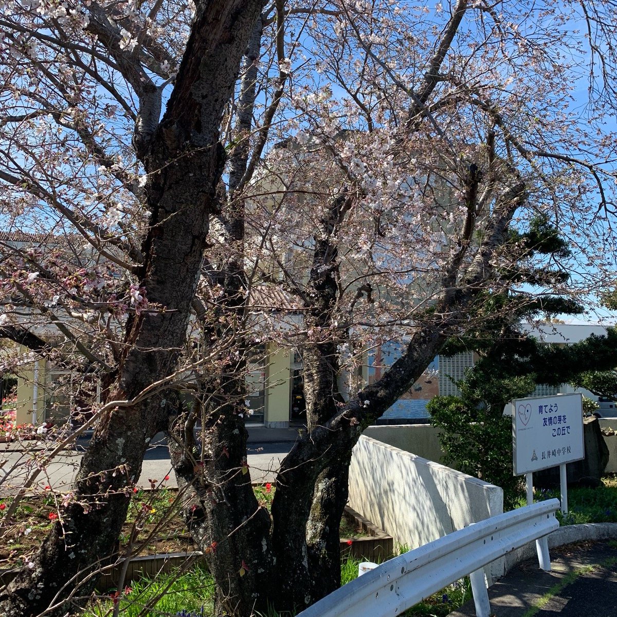 長井崎中学校(2)