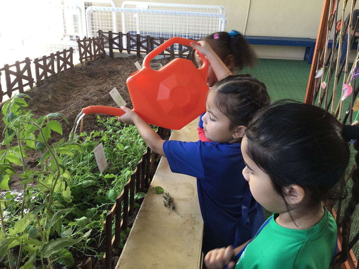 BSMuscat's tweet photo. Year 1 have worked collaboratively to look after and plant seeds in their new planter. It has transformed over the last few weeks! They've grown tomatoes, basil, aubergines, peppers and lettuce so far and will use them in their cooking in the next few weeks.
#BSMuscatPrimary https://t.co/8d0rsC4QJR