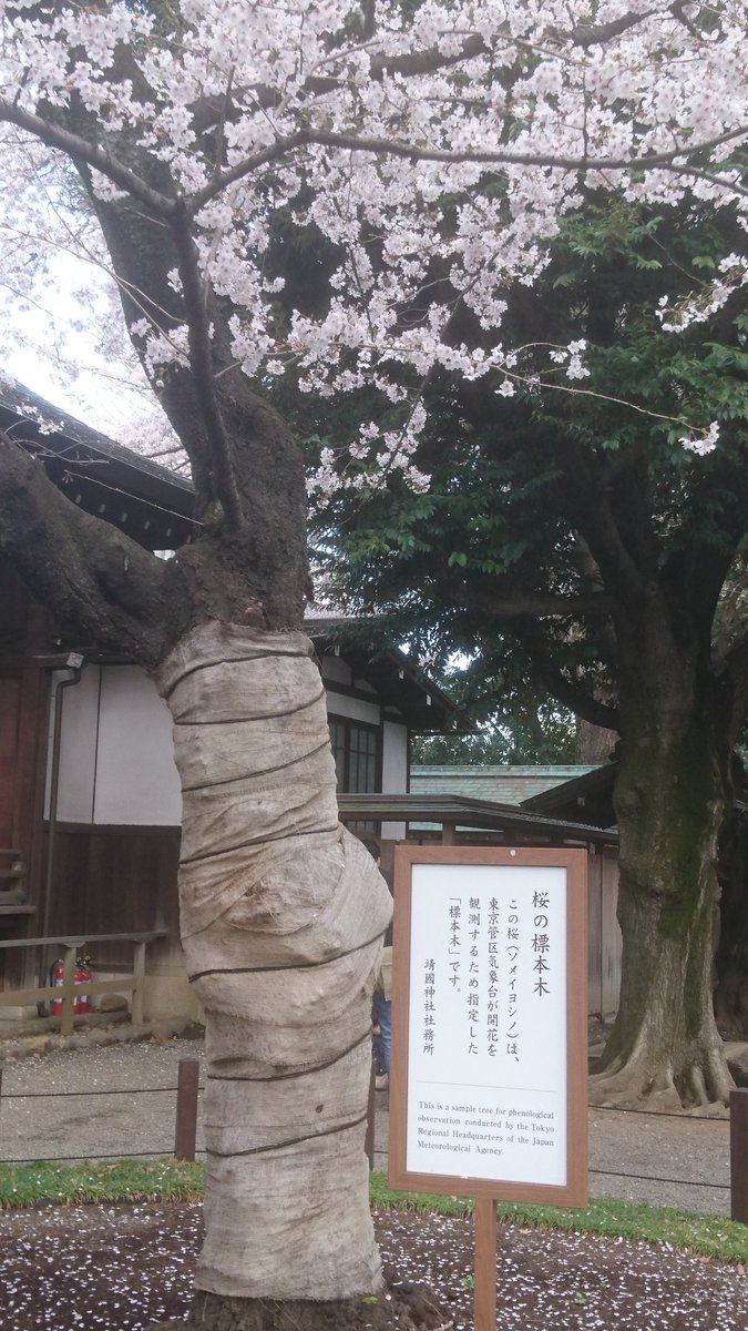 靖国神社
標本木も満開ですね!
御朱印は諦めました

満足したので秋葉原でも寄って帰るか… 