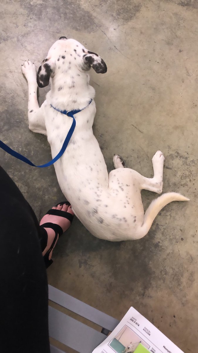 kirby_clevenger's tweet image. I am fostering this dog who is up for adoption for ONLY $40!!!! He’s a sweet boy and is on a list to be euthanize if he doesn’t find a home. Even if you hate dogs or don’t want a dog please RT so someone who does want a dog might see it!