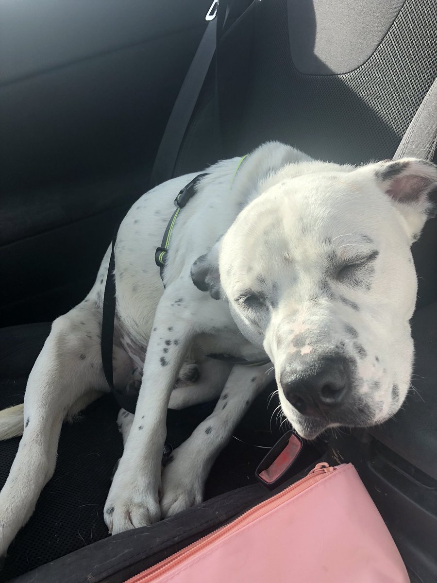 kirby_clevenger's tweet image. I am fostering this dog who is up for adoption for ONLY $40!!!! He’s a sweet boy and is on a list to be euthanize if he doesn’t find a home. Even if you hate dogs or don’t want a dog please RT so someone who does want a dog might see it!