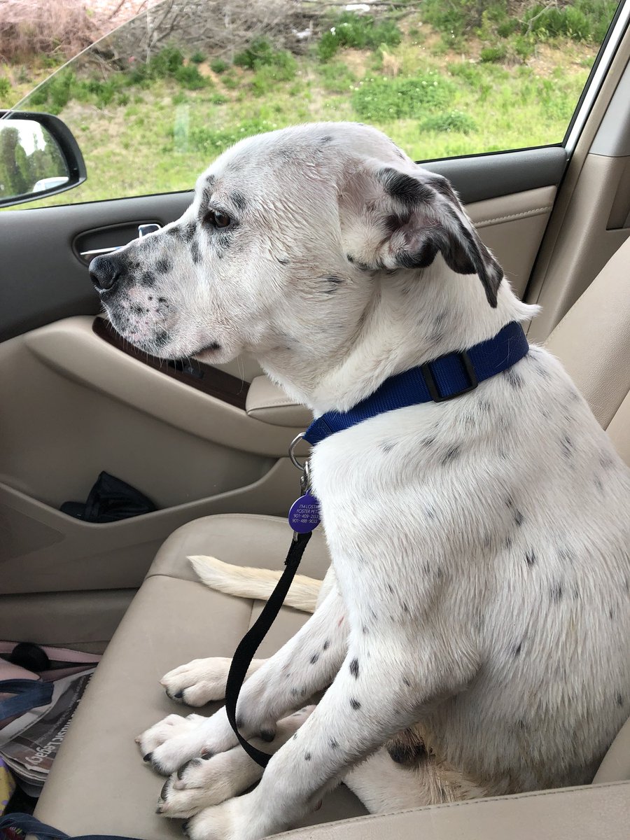 kirby_clevenger's tweet image. I am fostering this dog who is up for adoption for ONLY $40!!!! He’s a sweet boy and is on a list to be euthanize if he doesn’t find a home. Even if you hate dogs or don’t want a dog please RT so someone who does want a dog might see it!