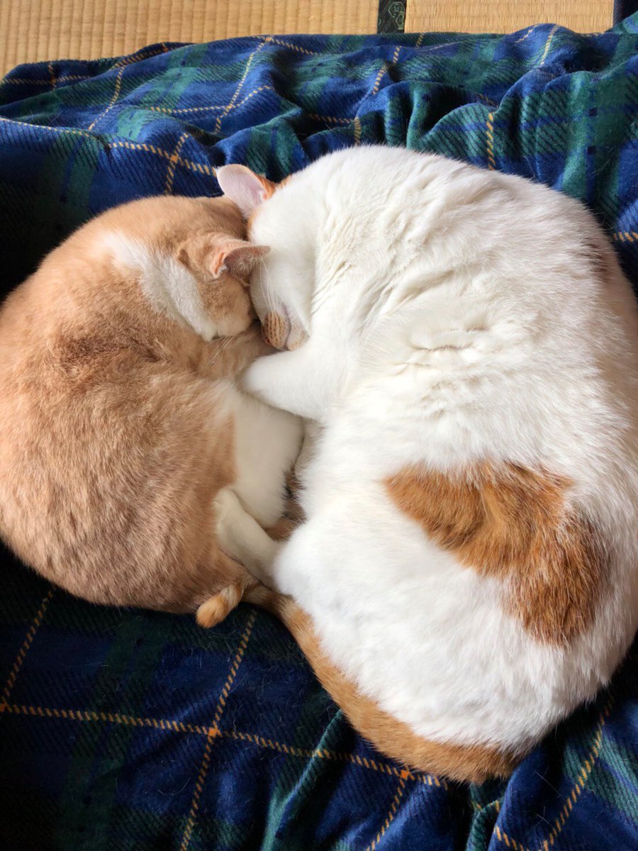 こちら実家の猫の親子です 一瞬困惑するほど大きく育った息子猫さん 右がどっちか分からなくなるバグが発生しました Togetter こちら実家の猫の親子です 一瞬困惑するほど大きく育った息子猫さん 右がどっちか分からなくなるバグが発生しました Togetter