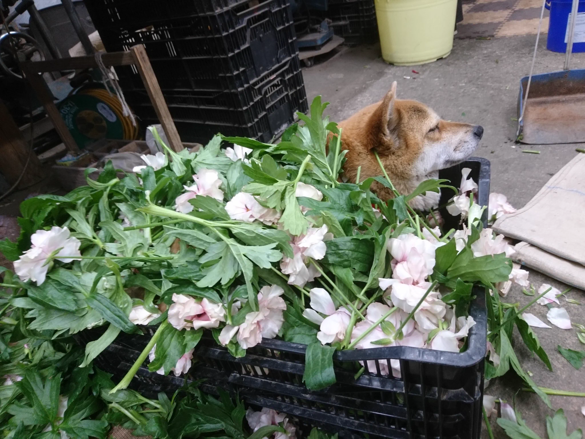 私の上司は犬！？愛らしすぎる関係が話題！