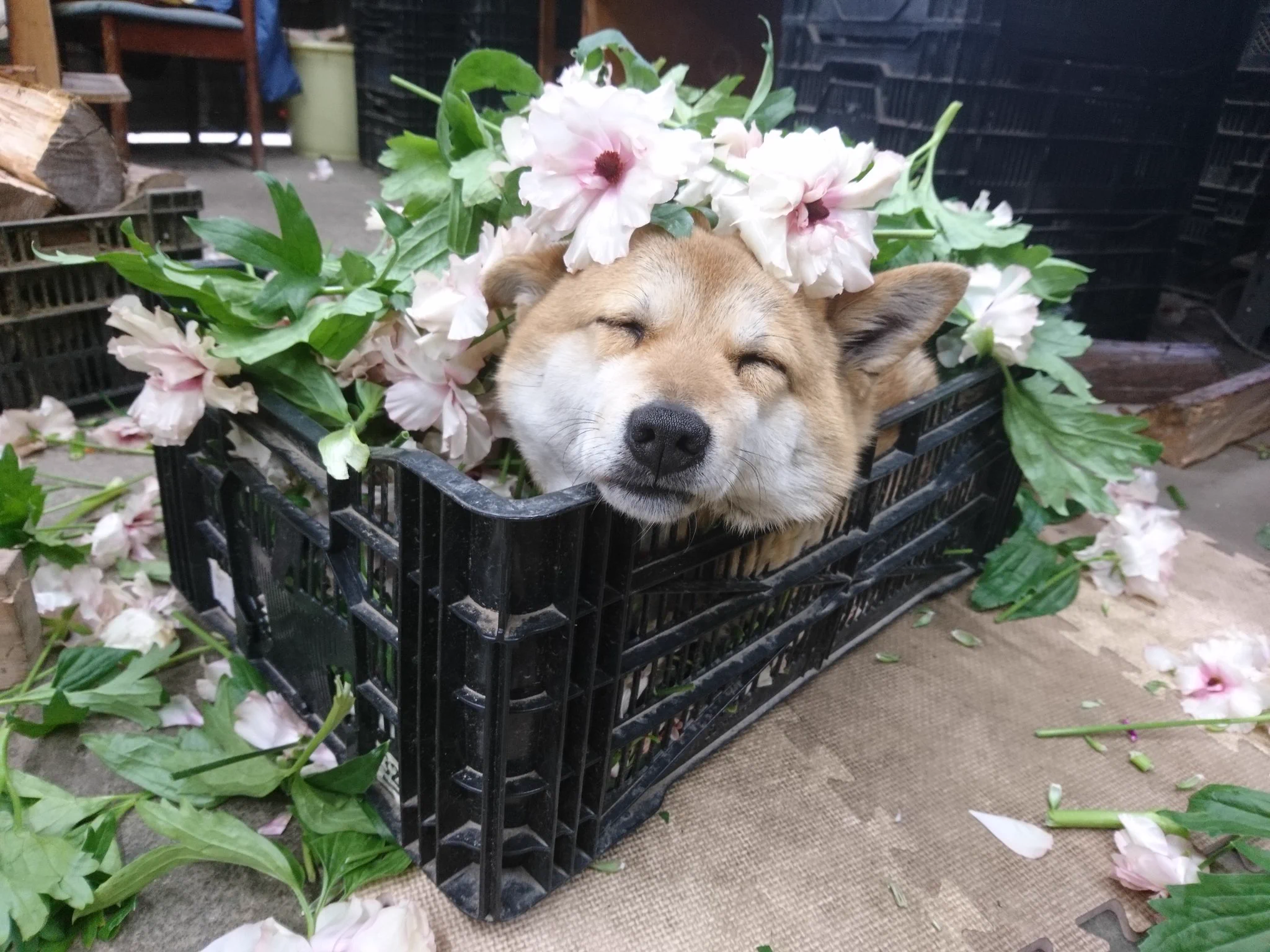 私の上司は犬！？愛らしすぎる関係が話題！