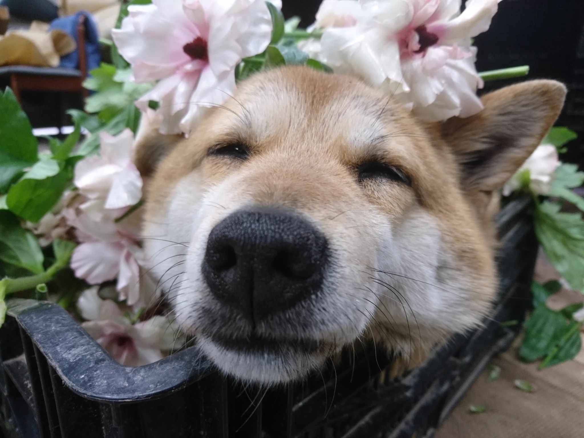 私の上司は犬！？愛らしすぎる関係が話題！