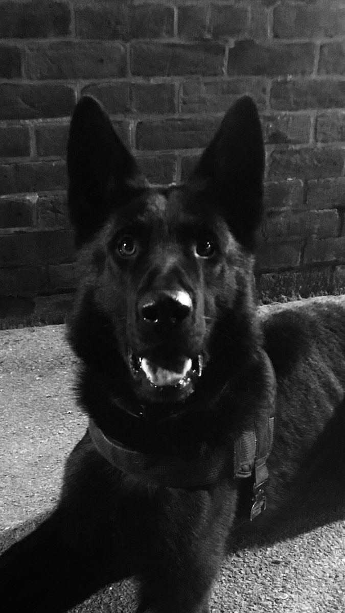 Last night a suspect was seen on a building site wearing a balaclava, boiler suit and gloves. Iggy located the suspect hiding, who decided to run. Iggy had other ideas and quickly detained him.