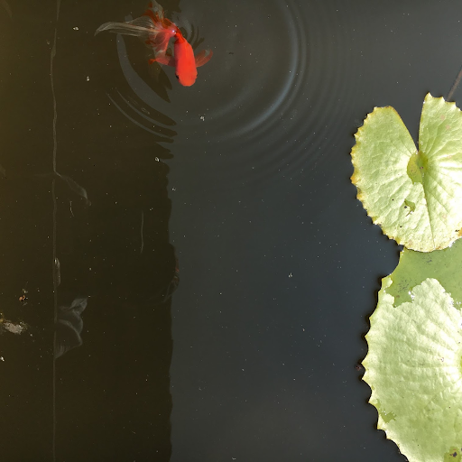 Concentric Circles of Caring – the Guest Experience at Playa Viva playaviva.wordpress.com/2019/03/31/con…