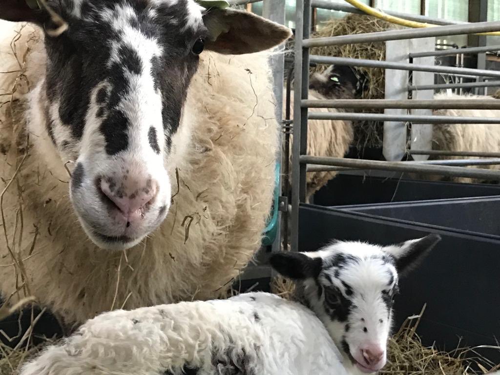BCBrunss_heide's tweet photo. Vandaag Lammetjes Dagen in onze schaapskooi 🐑💚https://t.co/YHThFx18Qi https://t.co/lYmOFYdsSh