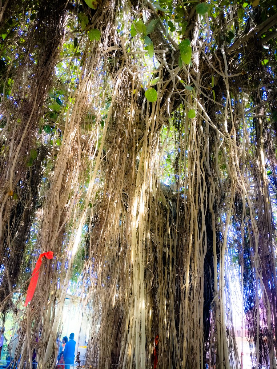 O Aariyan, before you existed,I stood here, unflinching....Who saw the war for DharmaI saw the rise and fall of Bheeshma and Drona....And the divine Geeta from Krishna himself under my shade #Kurukshetra  #BhagvadGeeta The eternal banyan tree.