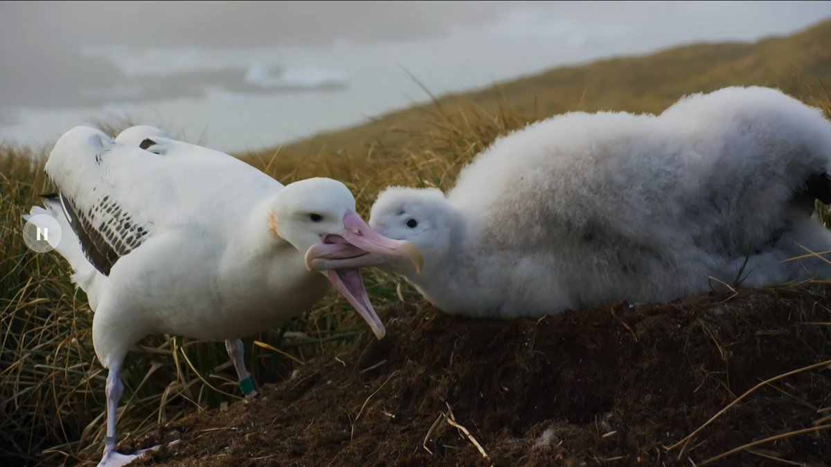la2_tve's tweet photo. Mira la imagen👇 
Esto no ha terminado en la tripa de los pobres albatros por arte de magia...
En el #PlanetaAzul2 de hoy (22h) no veremos fondos marinos de ensueño; vamos a conocer la otra cara, el daño que les estamos causando a estos ecosistemas y a su fauna.
#MedioAmbiente https://t.co/0muxxCbKe0