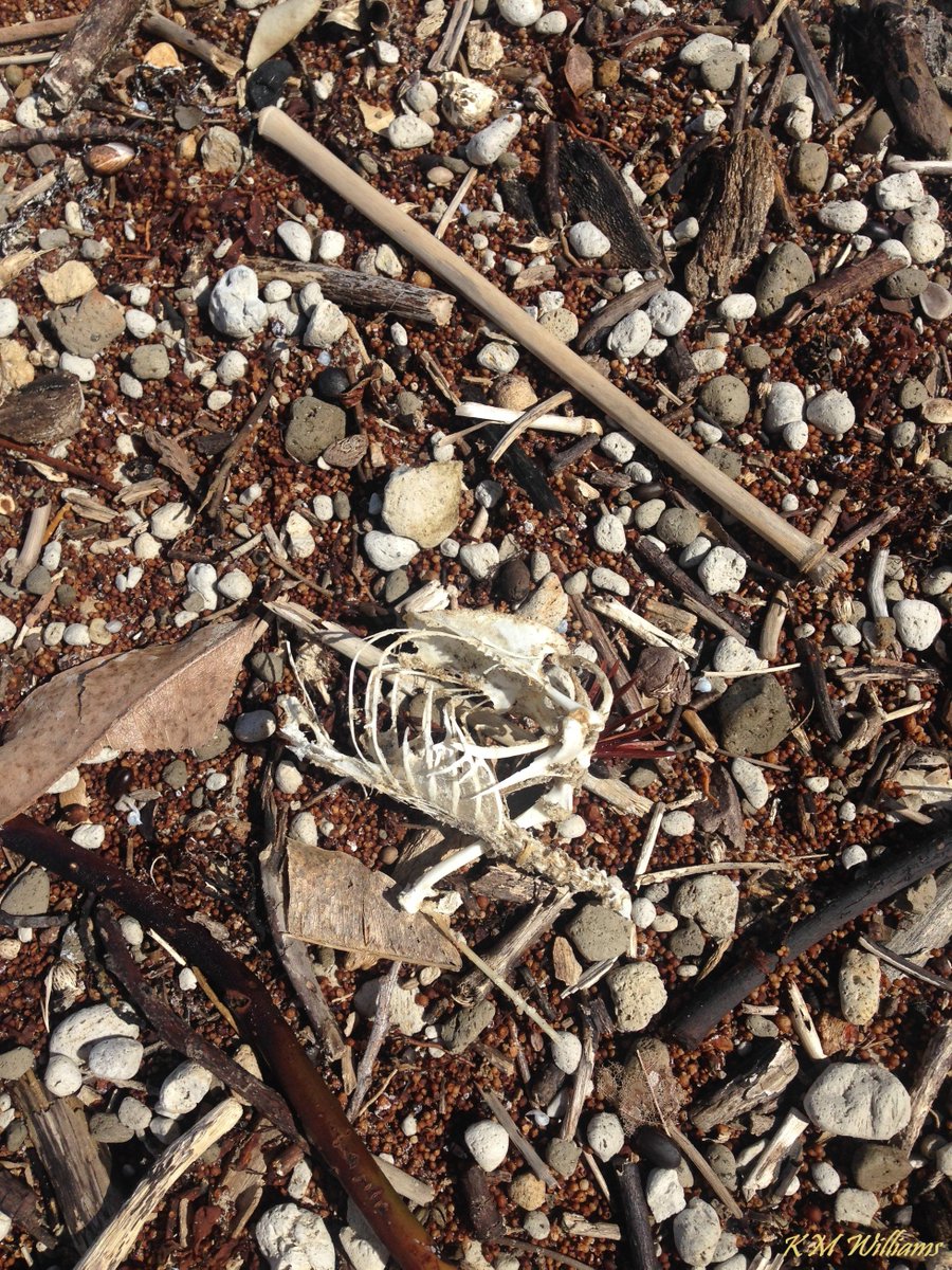 SeaSpongeCake's tweet photo. Another fun beach find! π¦΄
#BeachBones #WildOz #Cairns https://t.co/DBAqdSXJRE