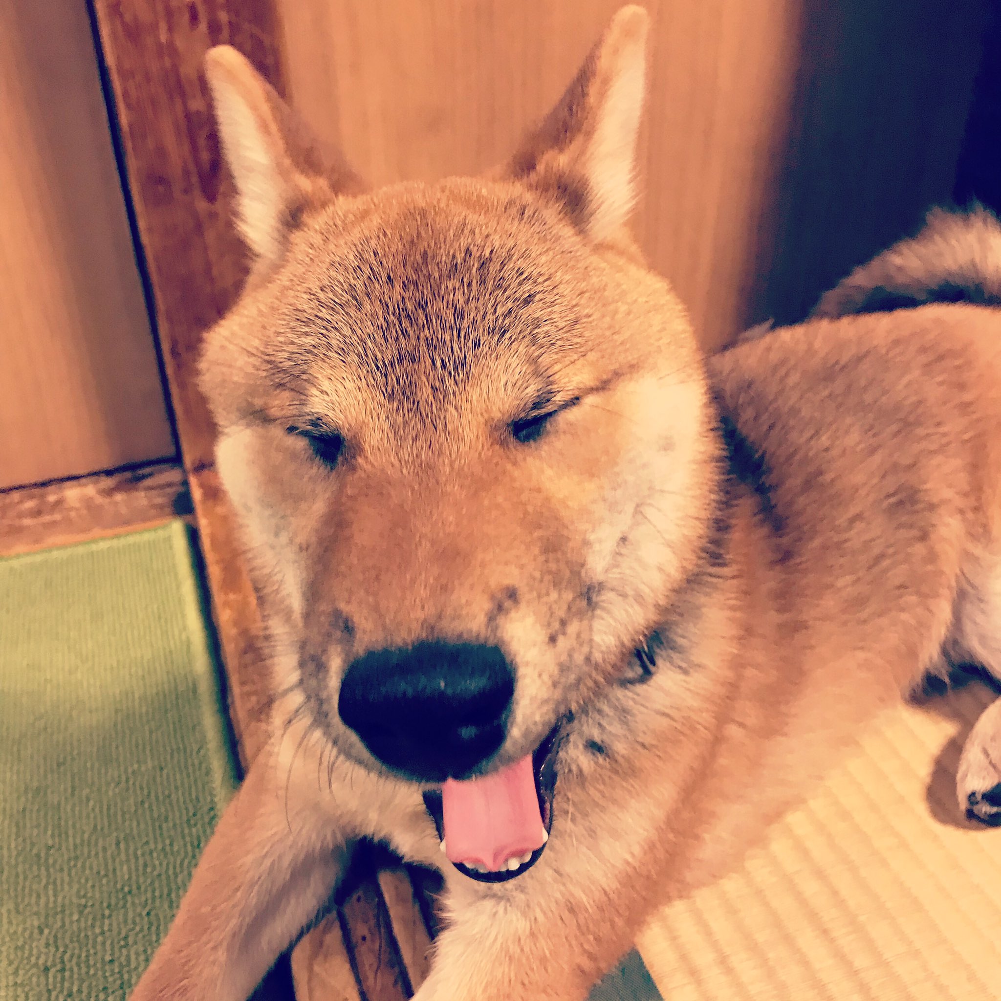 大福 可愛い可愛いあくびショット のはずがだいぶとブス 笑 我が家の大福さん 柴犬 赤柴 6ヶ月 しばいぬまにあ 犬ばか部 犬のいる暮らし あくび顔選手権 審査員特別賞 T Co Coikkqd1gd Twitter